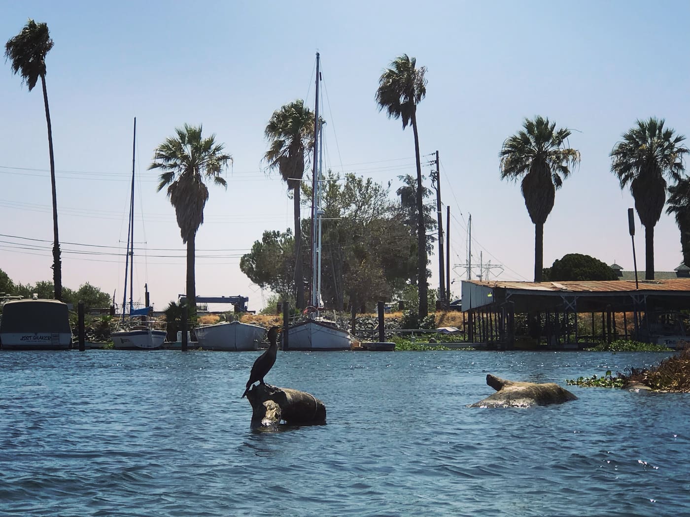 Pelicans on the pilings in front of the marina, palms behind